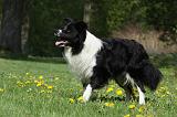 BORDER COLLIE 920